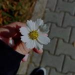 Peace Akpa profile picture